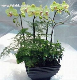簡約之美，禮深情長 愛花兒茗禮網(wǎng)引領(lǐng)品質(zhì)禮品新風(fēng)尚